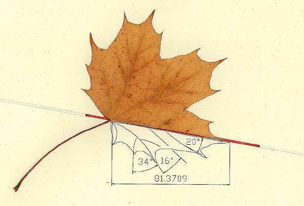 Little Leaf